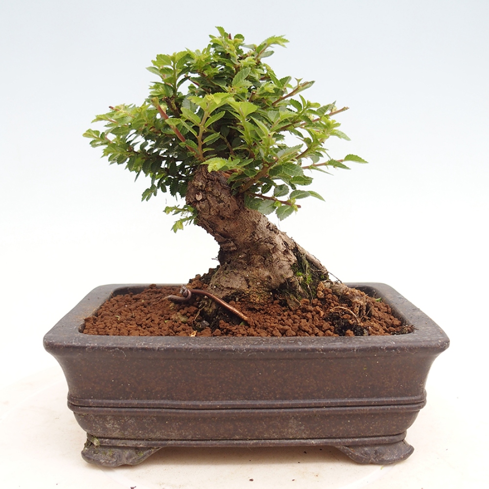 Bonsai zewnętrzne - Ulmus parvifolia Hokkaido - wiąz chiński