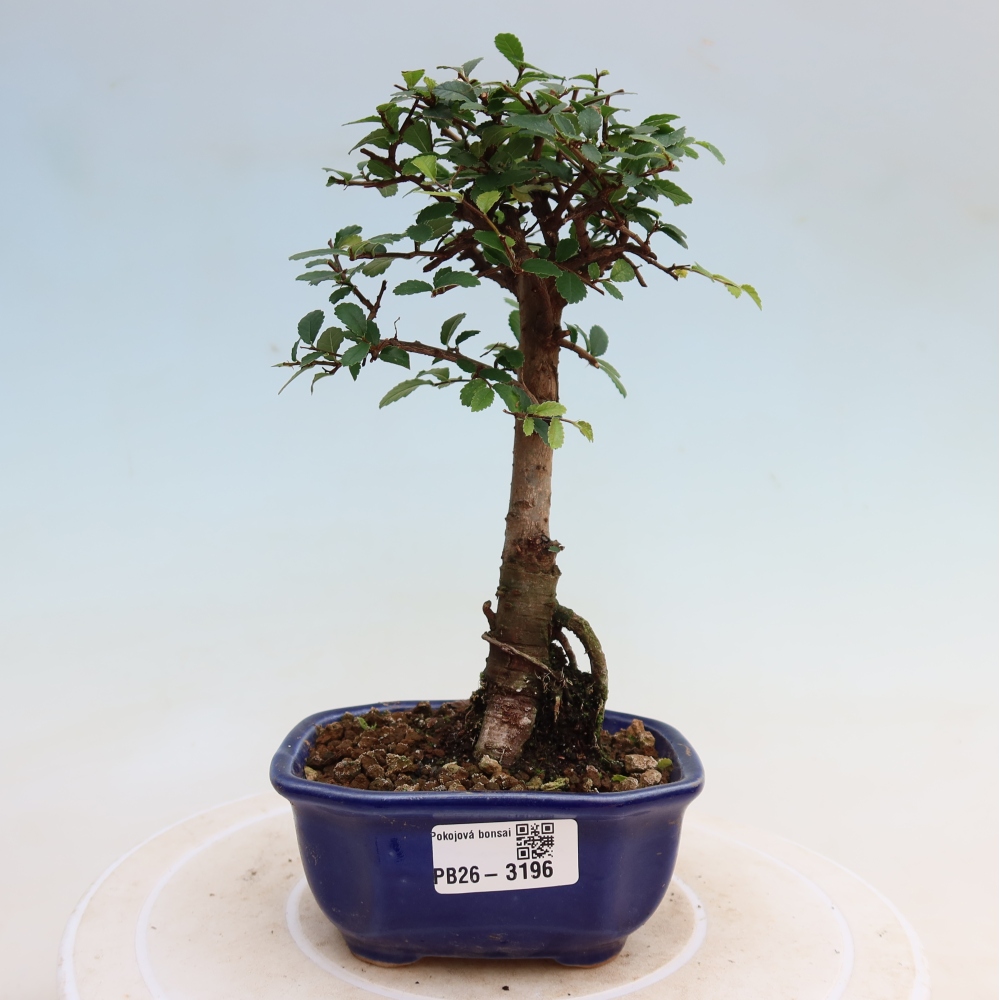 Pokój bonsai - Ulmus parvifolia - Wiąz drobnolistny