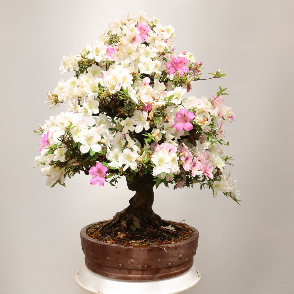 Bonsai ogrodowe – azalia japońska – Azalea Kotobokietsu