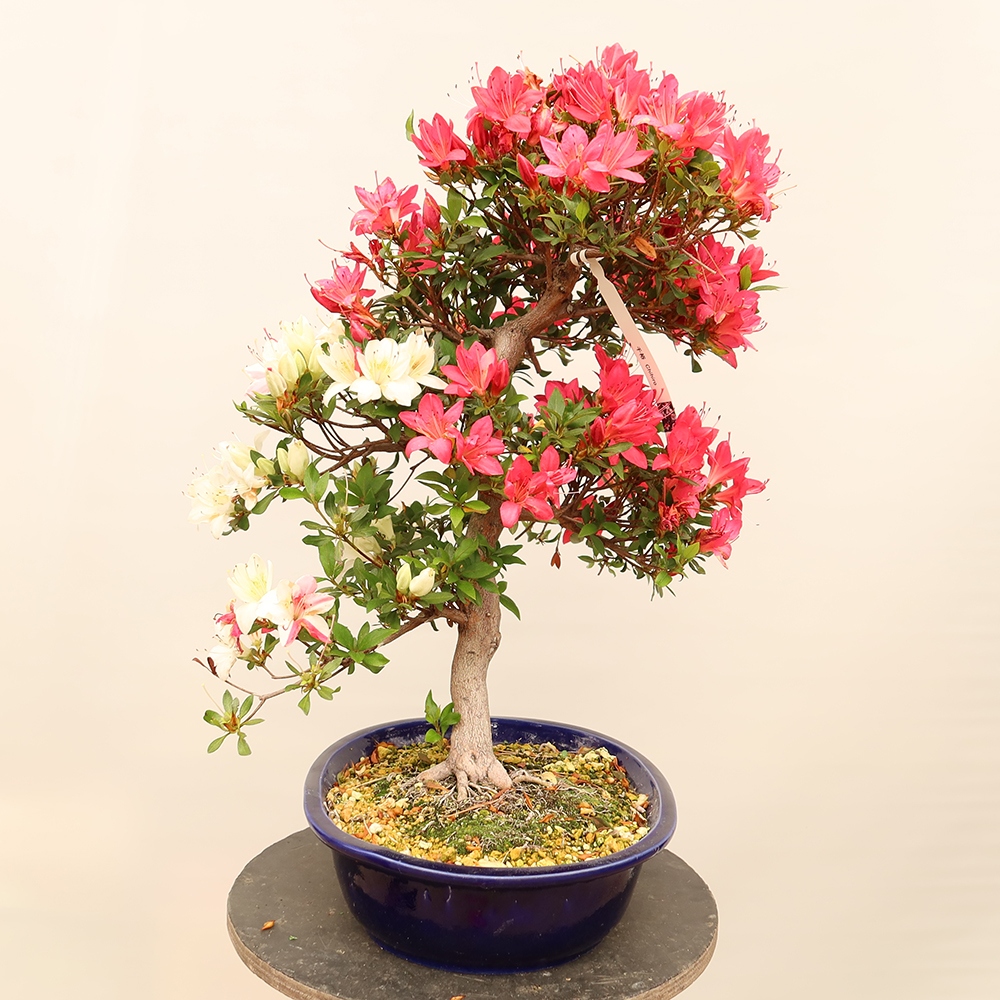 Bonsai zewnętrzne - Azalia japońska - Azalia CHIHIRO
