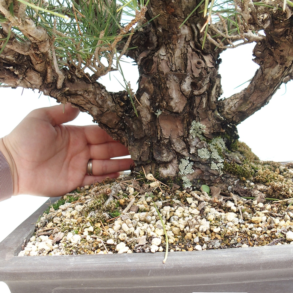 Outdoor bonsai - Pinus thunbergii - sosna Thunberga