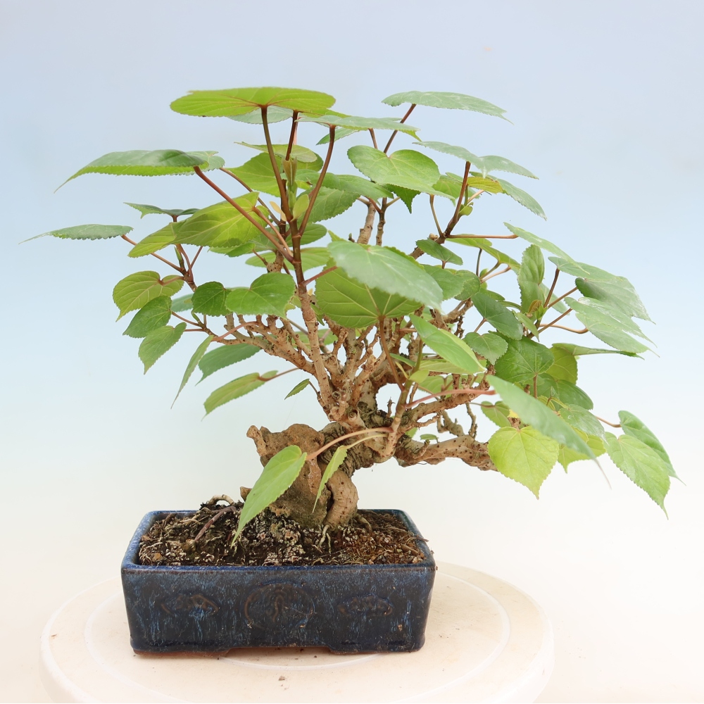 Bonsai domowe - Hibiscus tiliaceus - Hibiskus morski