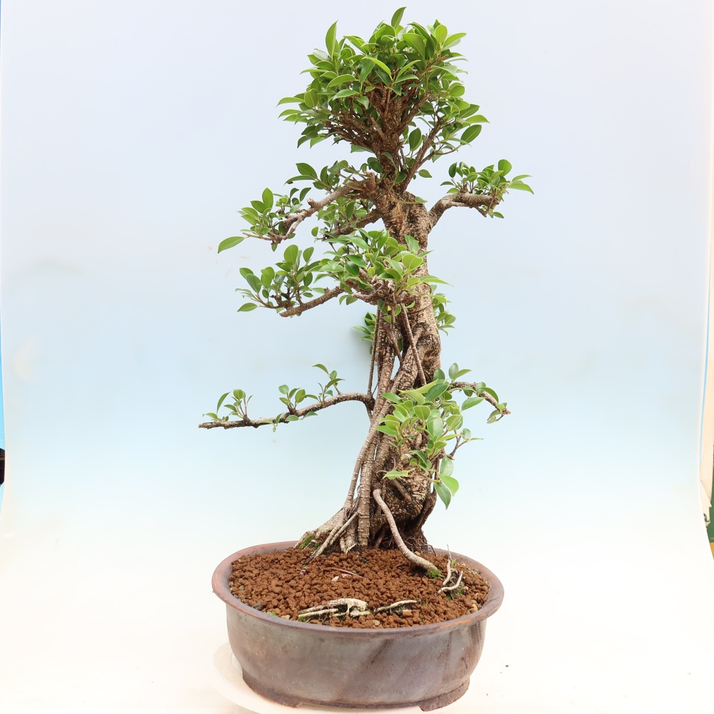 Pokój bonsai - Ficus kimmen - figowiec drobnolistny