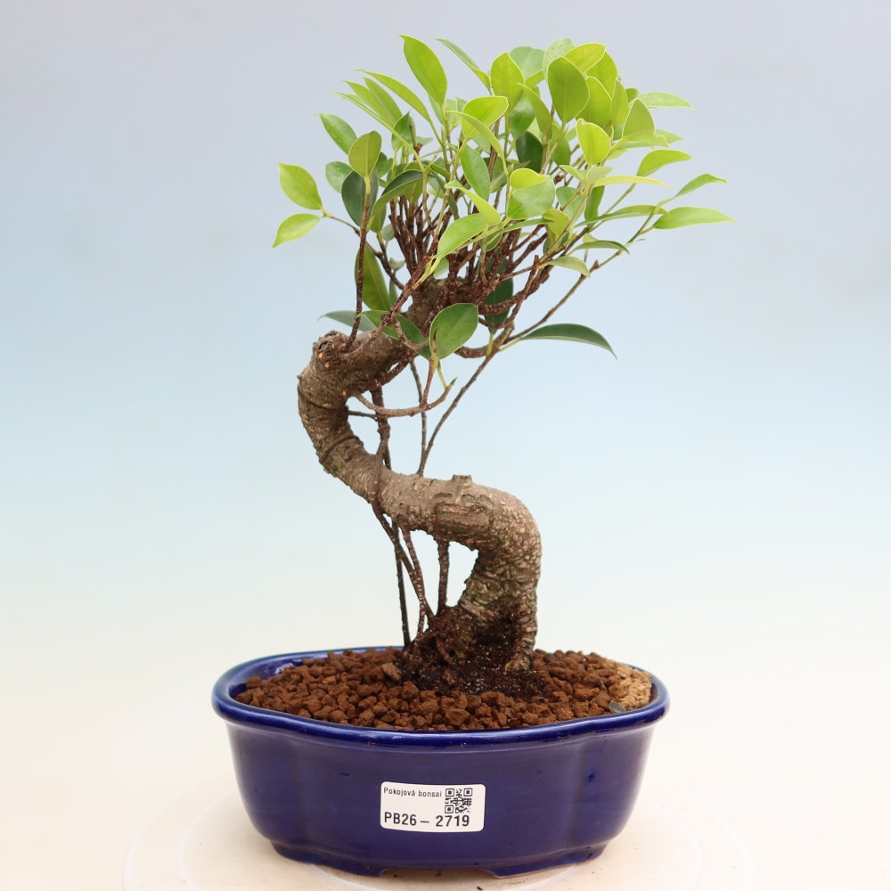 Pokój bonsai - Ficus kimmen - figowiec drobnolistny