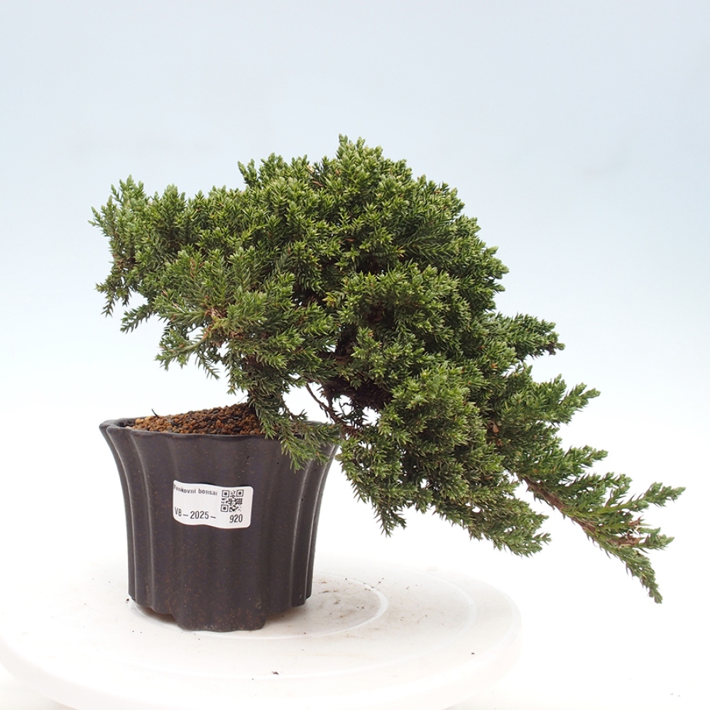 Bonsai na świeżym powietrzu - Juniperus procumbens - Jałowiec prostaty