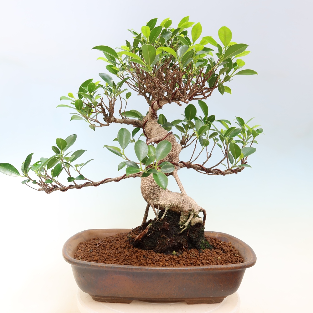 Pokój bonsai - Ficus kimmen - figowiec drobnolistny