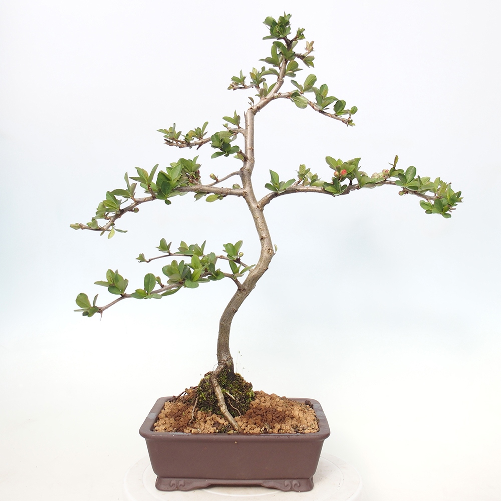 Outdoor bonsai - Chaneomeles sup. Nicoline - Pigwa