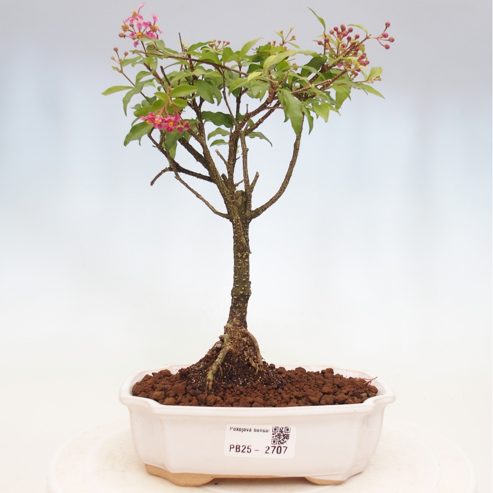 Bonsai pokojowe - Malpighia coccigera - Wiśnia Barbdorska