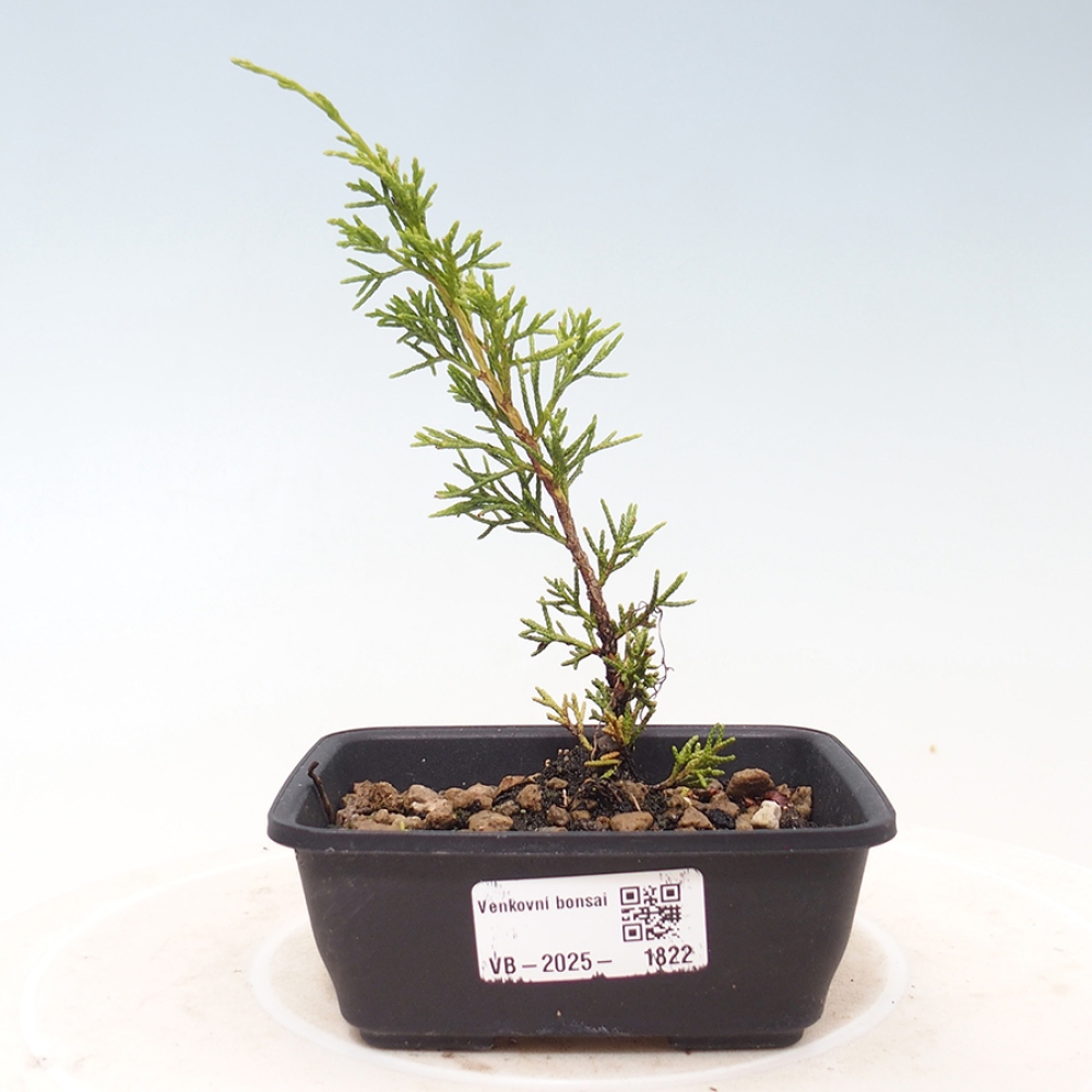 Outdoor bonsai - Juniperus chinensis Itoigawa - Jałowiec chiński