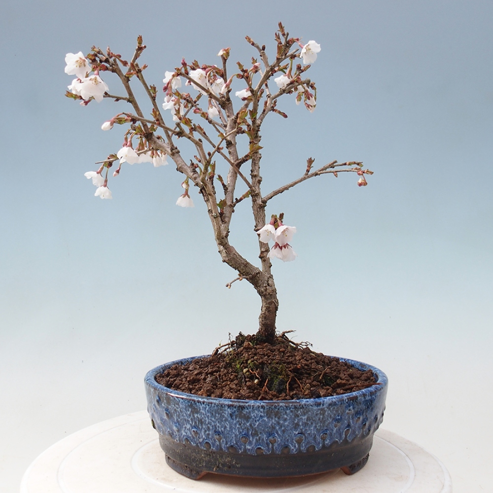 Bonsai zewnętrzne - Prunus incisa Kojou-no mai-cięcie śliwki
