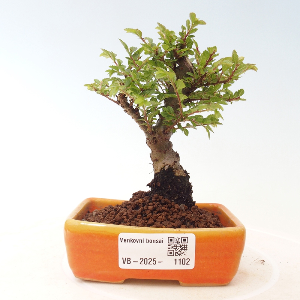 Bonsai zewnętrzne - Ulmus parvifolia Sagei - Wiąz drobnolistny