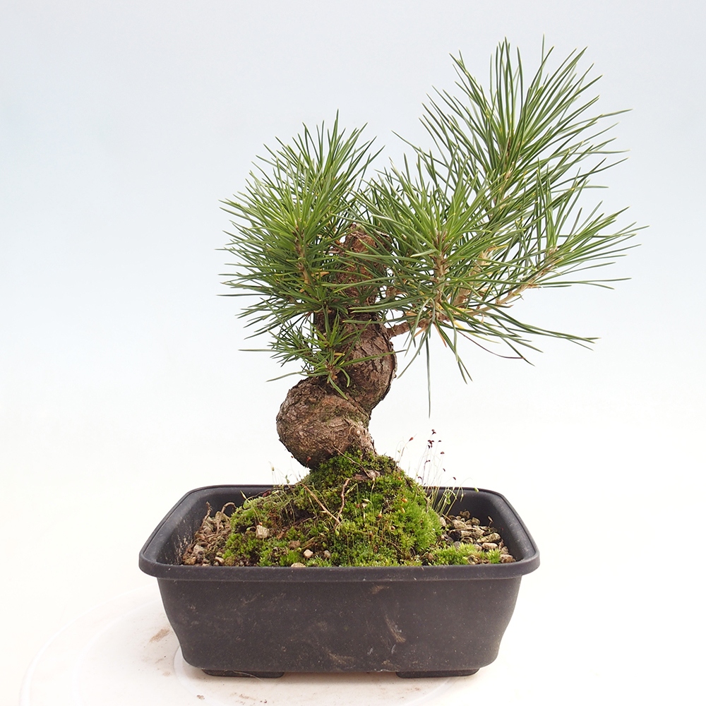 Outdoor bonsai - Pinus thunbergii - sosna Thunberga