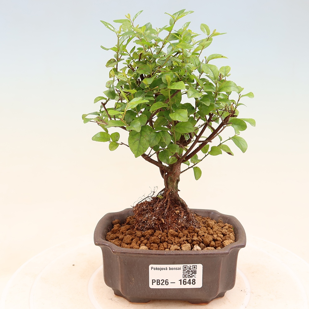 Bonsai pokojowe - Sageretia thea - Sageretia thea