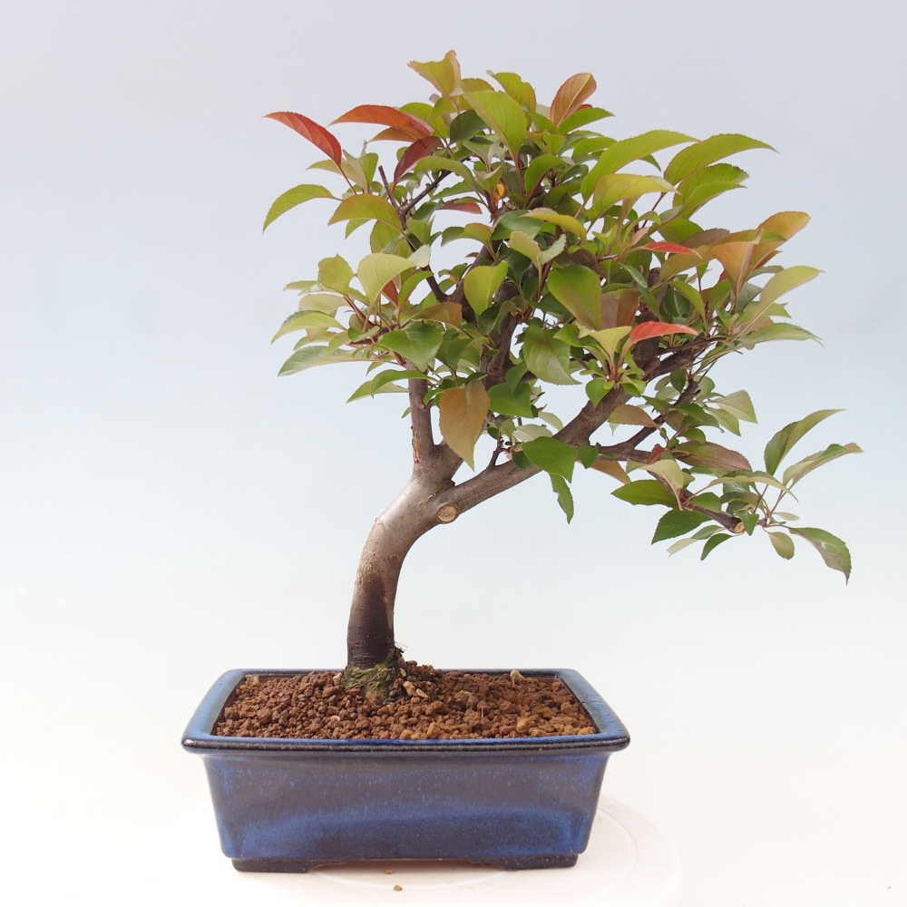 Bonsai zewnętrzne - Malus domowy - Jabłoń czerwonolistna o drobnych owocach