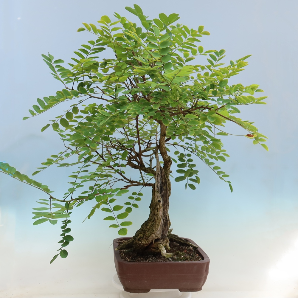 Bonsai ogrodowe – trnówka akacjowa – Robinia pseudoacacia