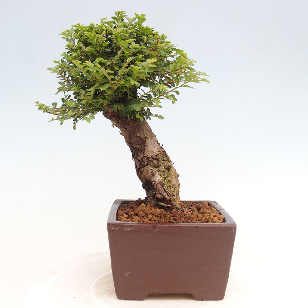 Bonsai zewnętrzne - Ulmus parvifolia Hokkaido - wiąz chiński