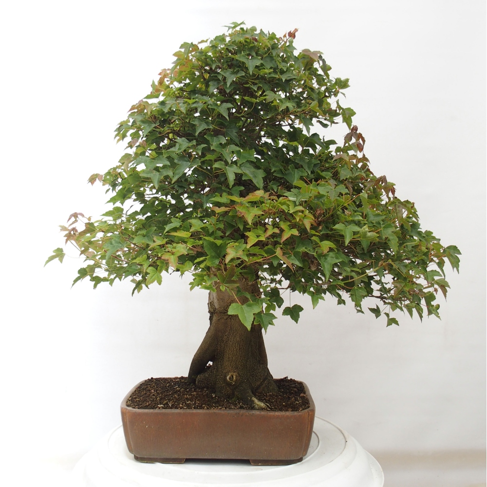 Outdoor bonsai - Maple Buergerianum - Burger Maple