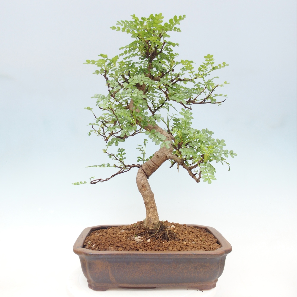 Pokój bonsai - Zantoxylum piperitum - drzewo pieprzowe