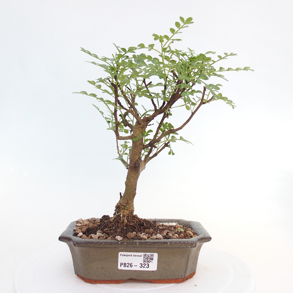 Pokój bonsai - Zantoxylum piperitum - drzewo pieprzowe