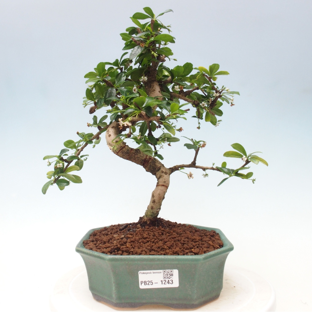Pokój bonsai - Carmona macrophylla - Tea fuki