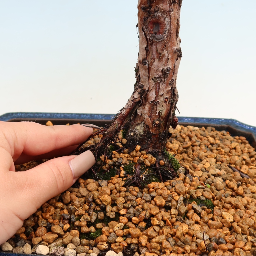 Outdoor bonsai - Juniperus chinensis Kishu