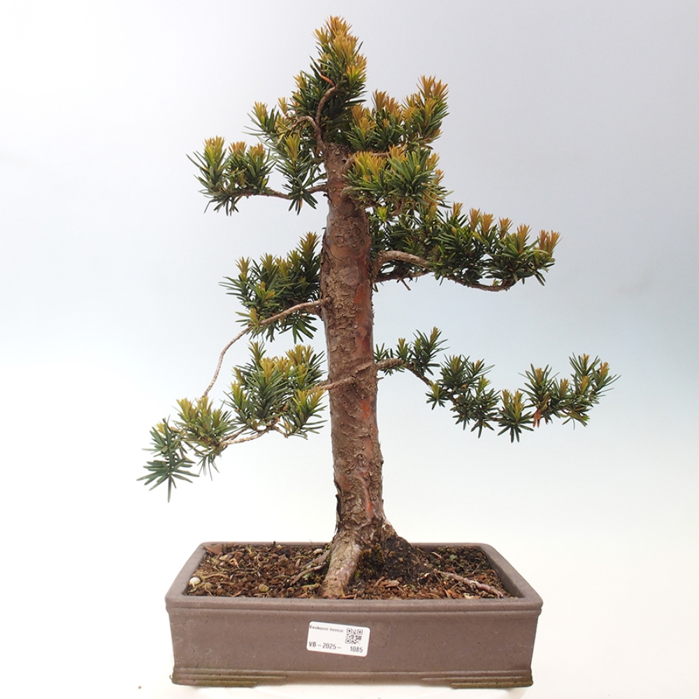 Bonsai na zewnątrz - Taxus cuspidata - cis japoński