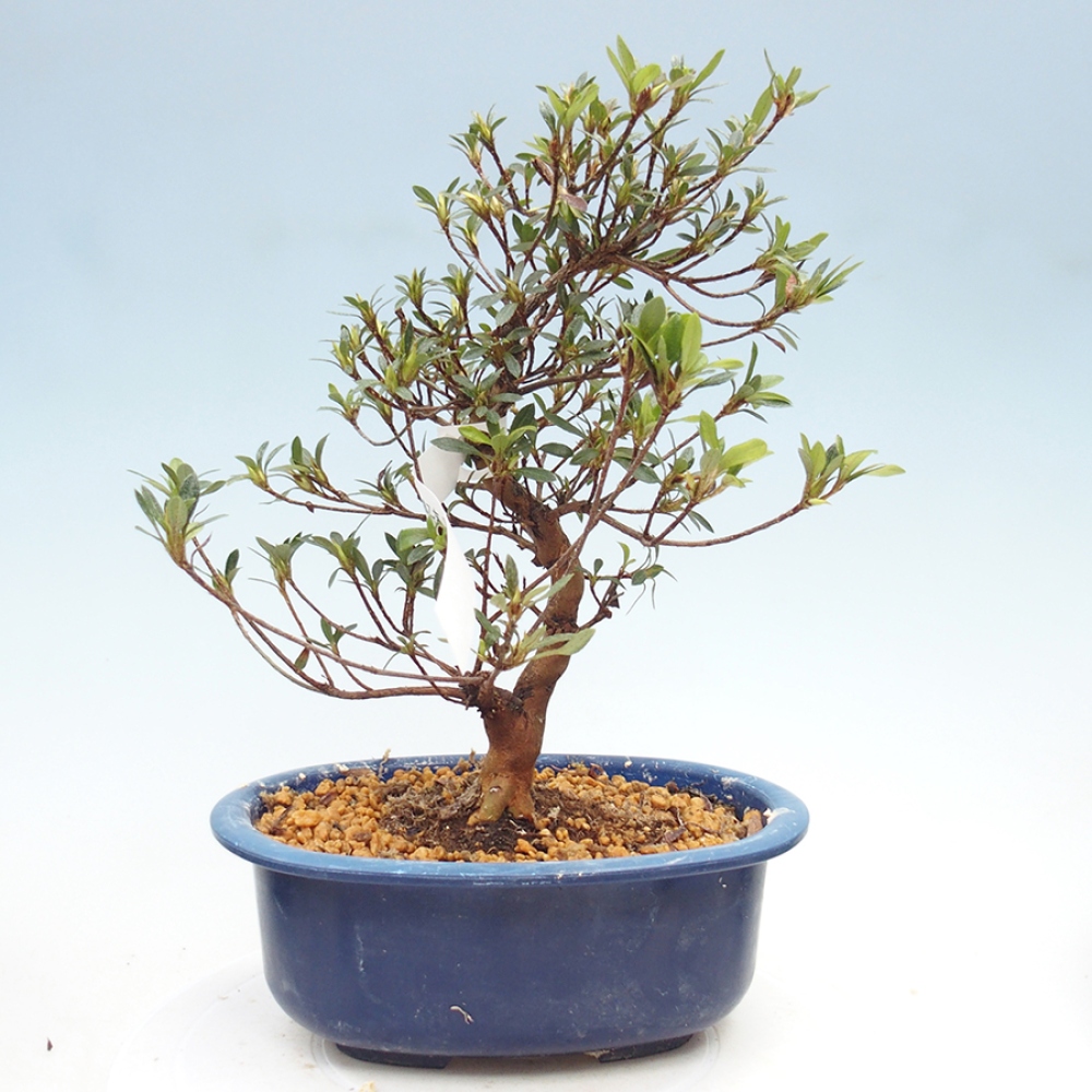 Bonsai zewnętrzne - Azalia japońska - Azalia Suigootome