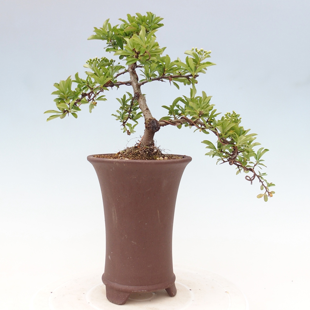Outdoor Bonsai-Pyracanta Teton-Piekarnia
