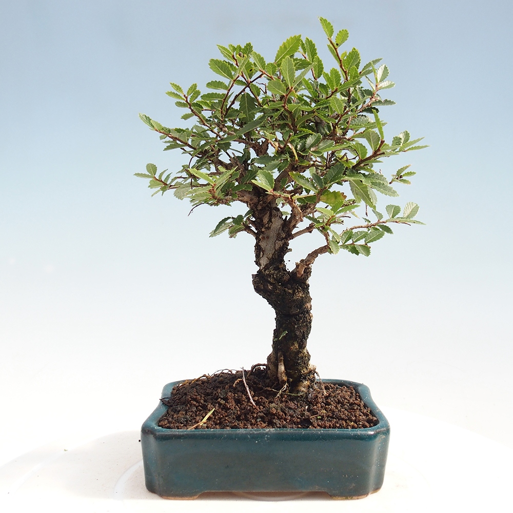 Outdoor bonsai - Zelkova - Zelkova NIRE
