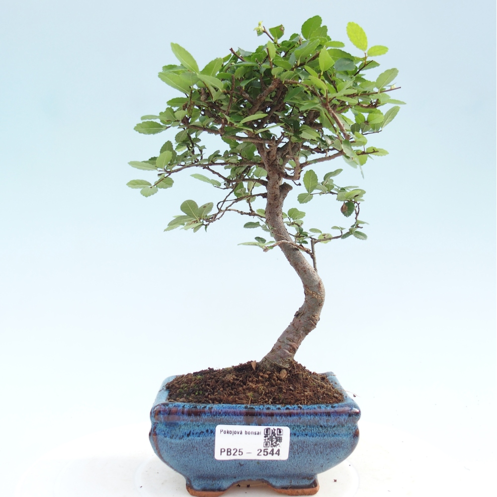 Kryty bonsai - Ulmus parvifolia - Wiąz mały liść