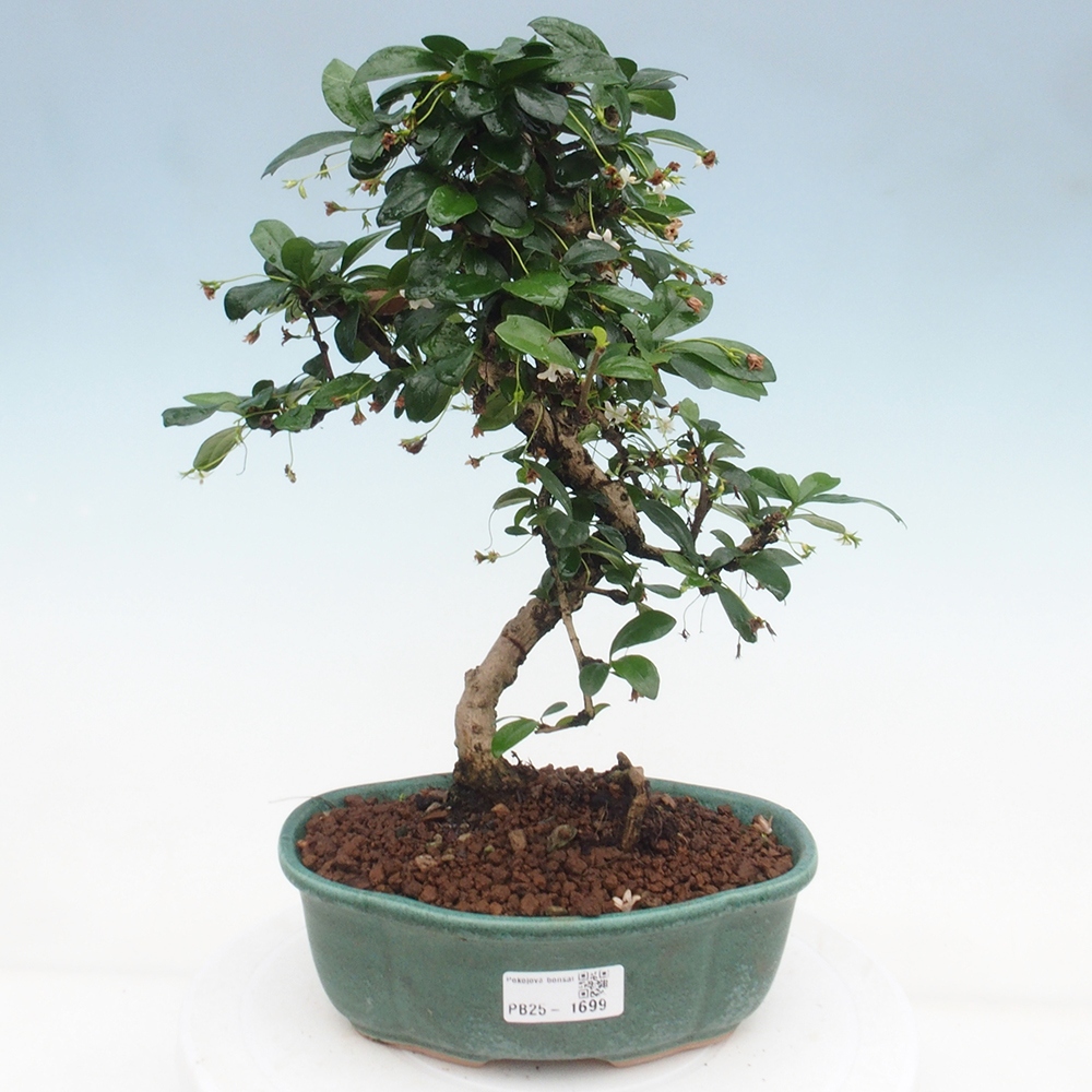 Pokój bonsai - Carmona macrophylla - Tea fuki