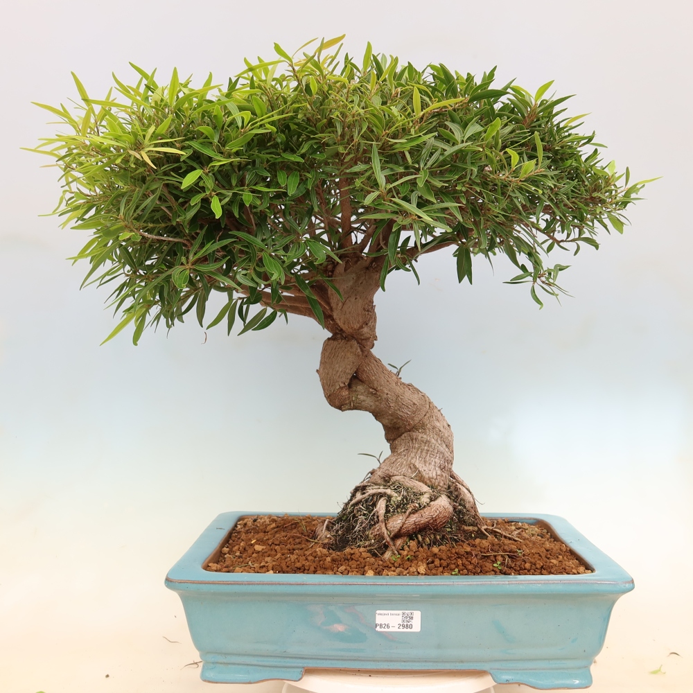 Pokój bonsai - Ficus nerifolia - figowiec drobnolistny
