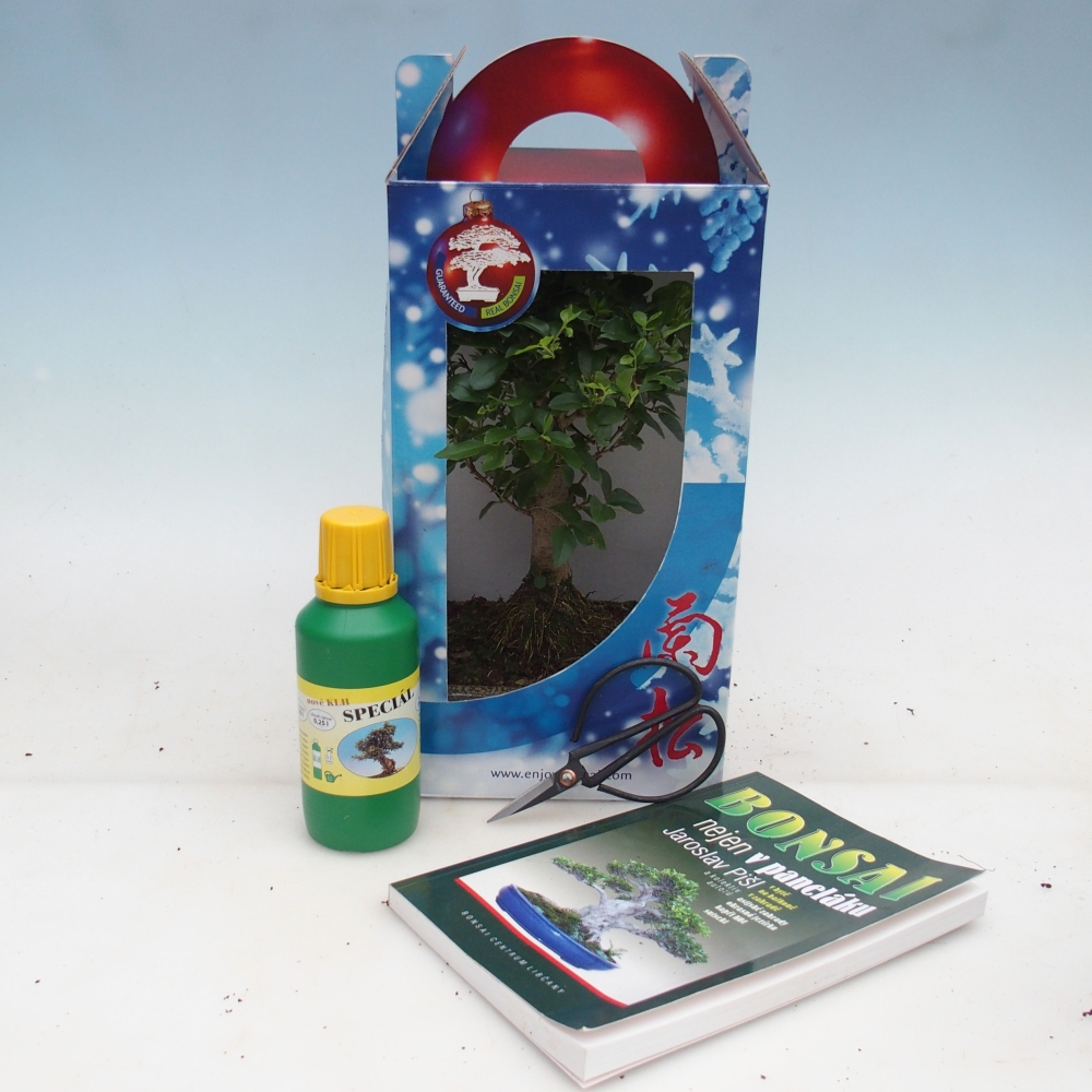 Bonsai pokojowe w pudełku upominkowym Ligustrum chinensis - Ptasi Dziób