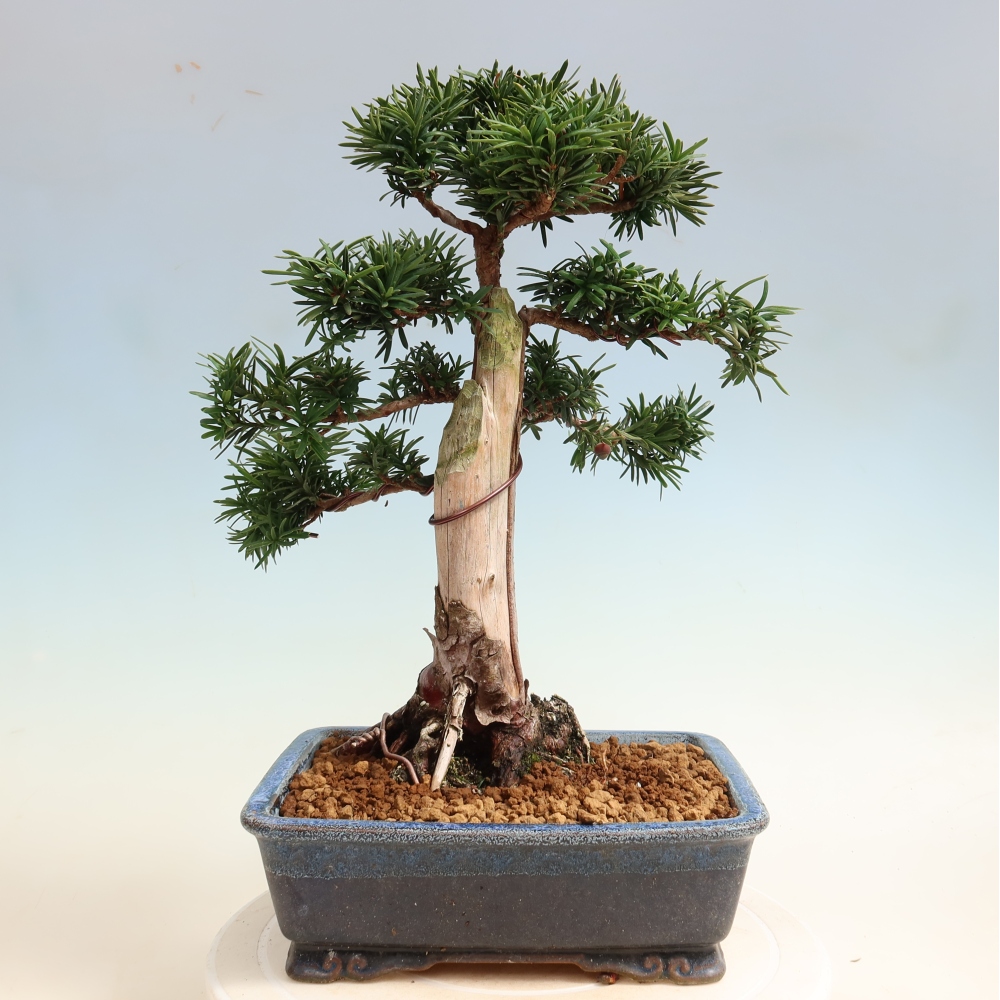 Bonsai ogrodowe – Taxus cuspidata – cis japoński