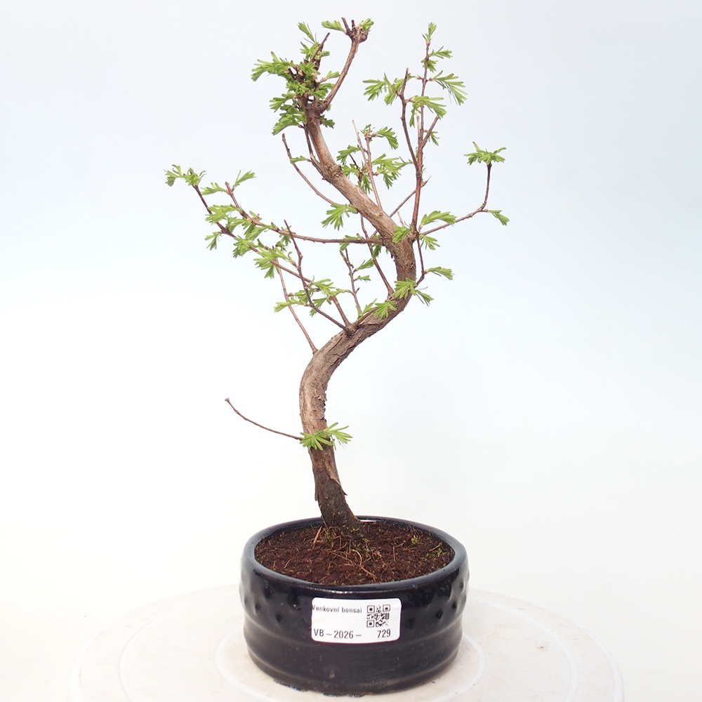 Outdoor bonsai - Metasequoia glyptostroboides - Metasekwoja chińska