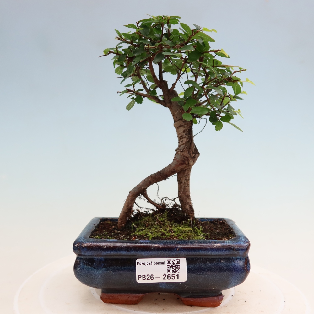 Pokój bonsai - Ulmus parvifolia - Wiąz drobnolistny