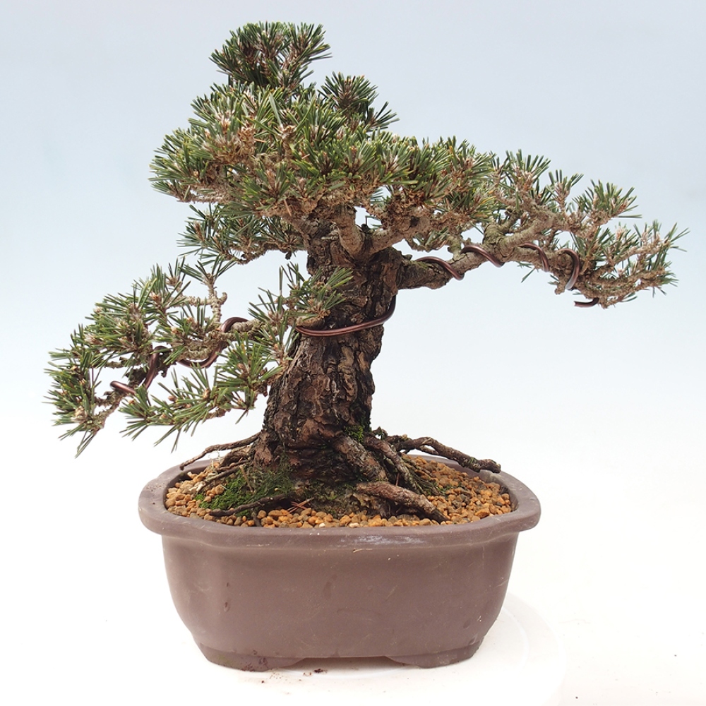 Outdoor bonsai - Pinus thunbergii Kotobuki - Sosna Thunberga