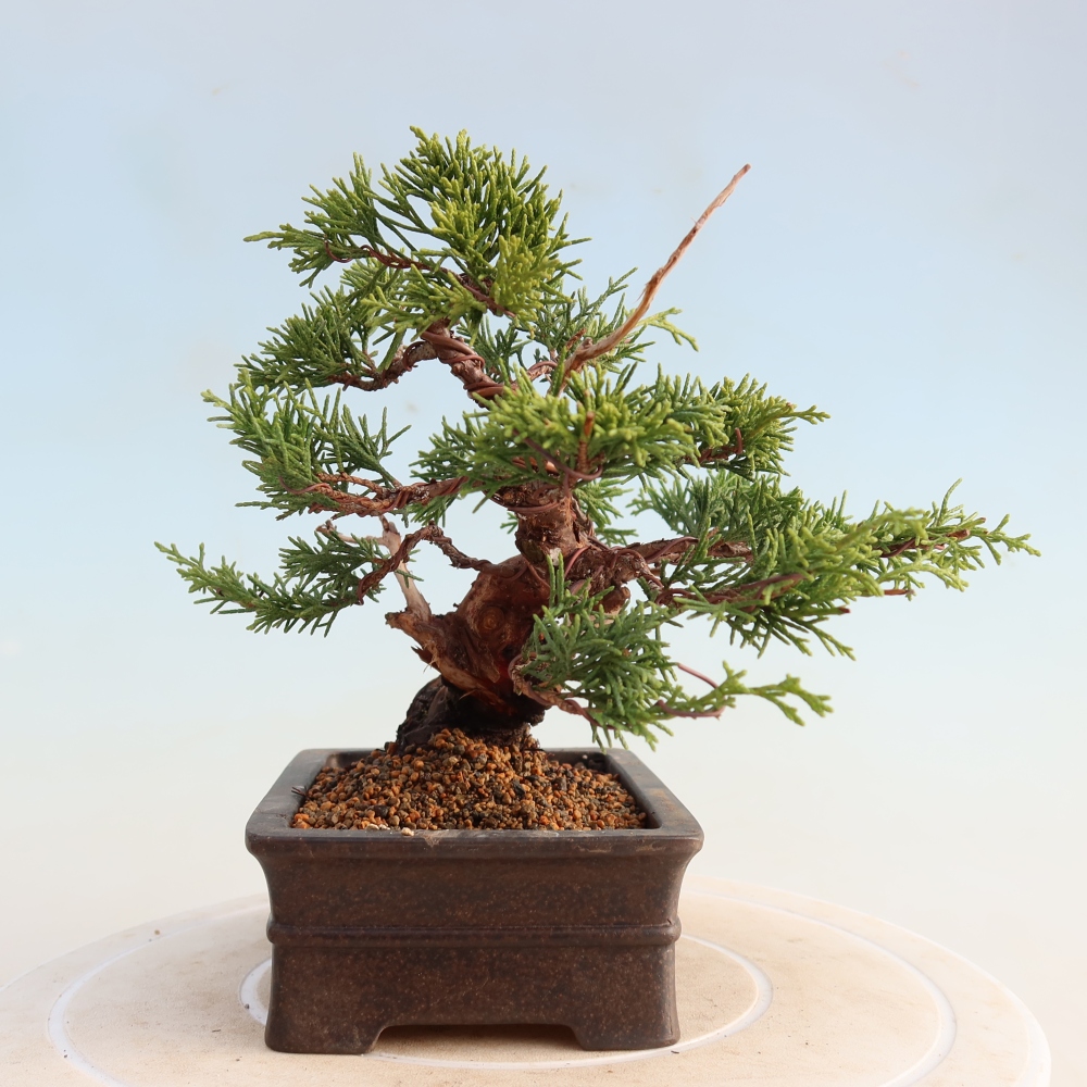 Outdoor bonsai - Juniperus chinensis Itoigawa - Jałowiec chiński