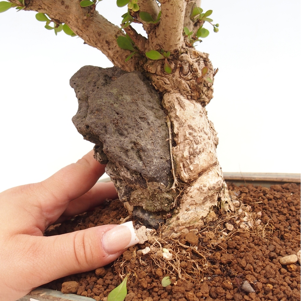 Bonsai zewnętrzne - Berberis coreana