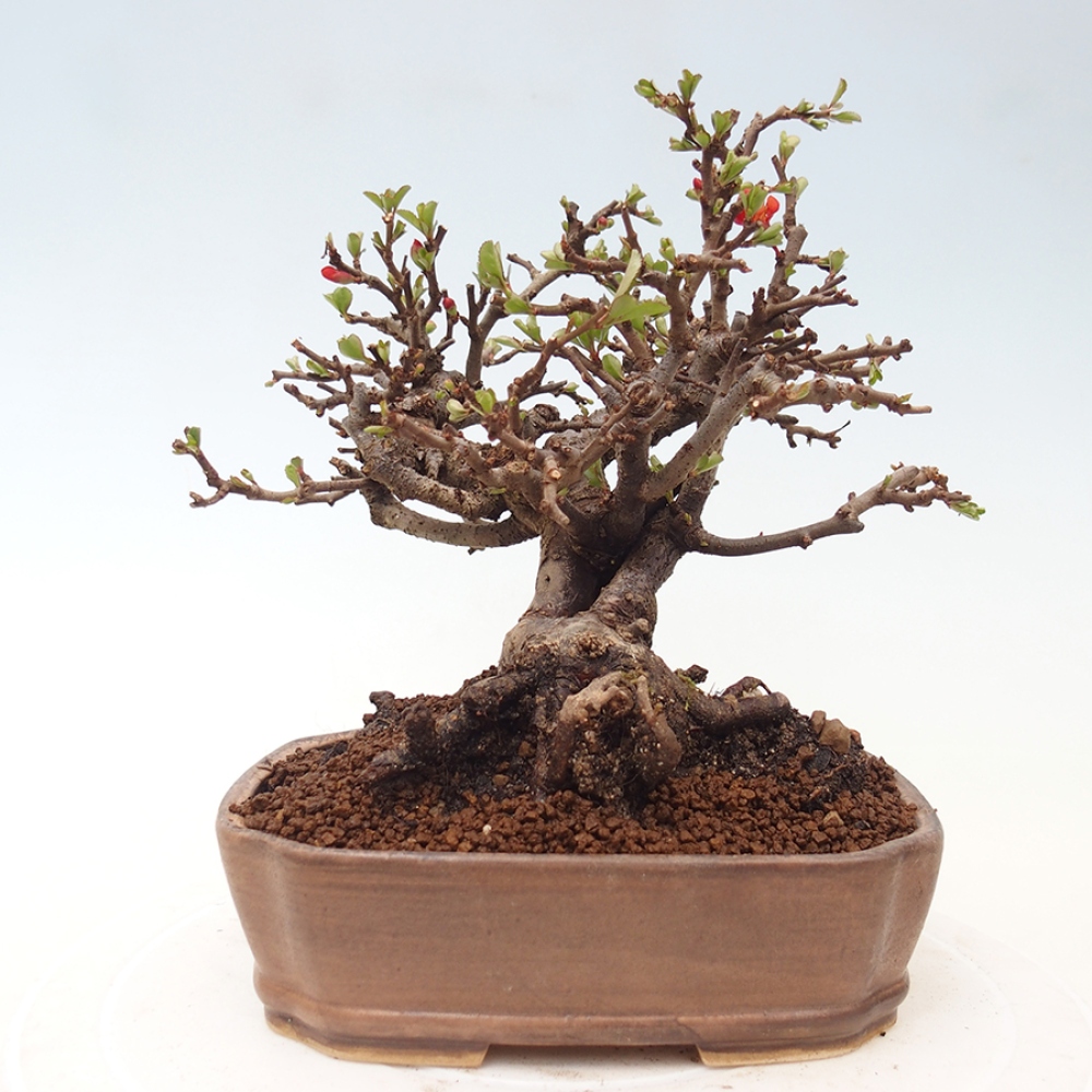 Bonsai zewnętrzne - Chaneomeles speciosa - Pigwa