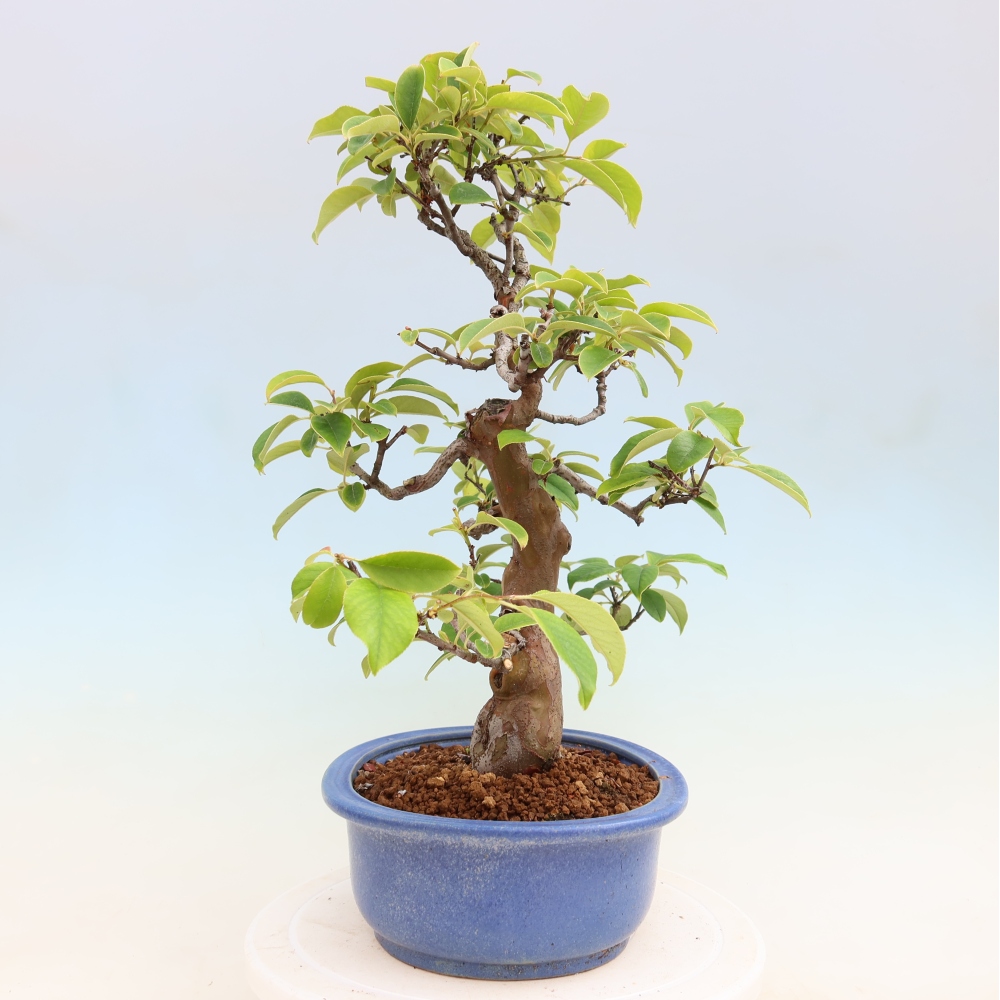 Outdoor bonsai - Pseudocydonia sinensis - pigwa chińska
