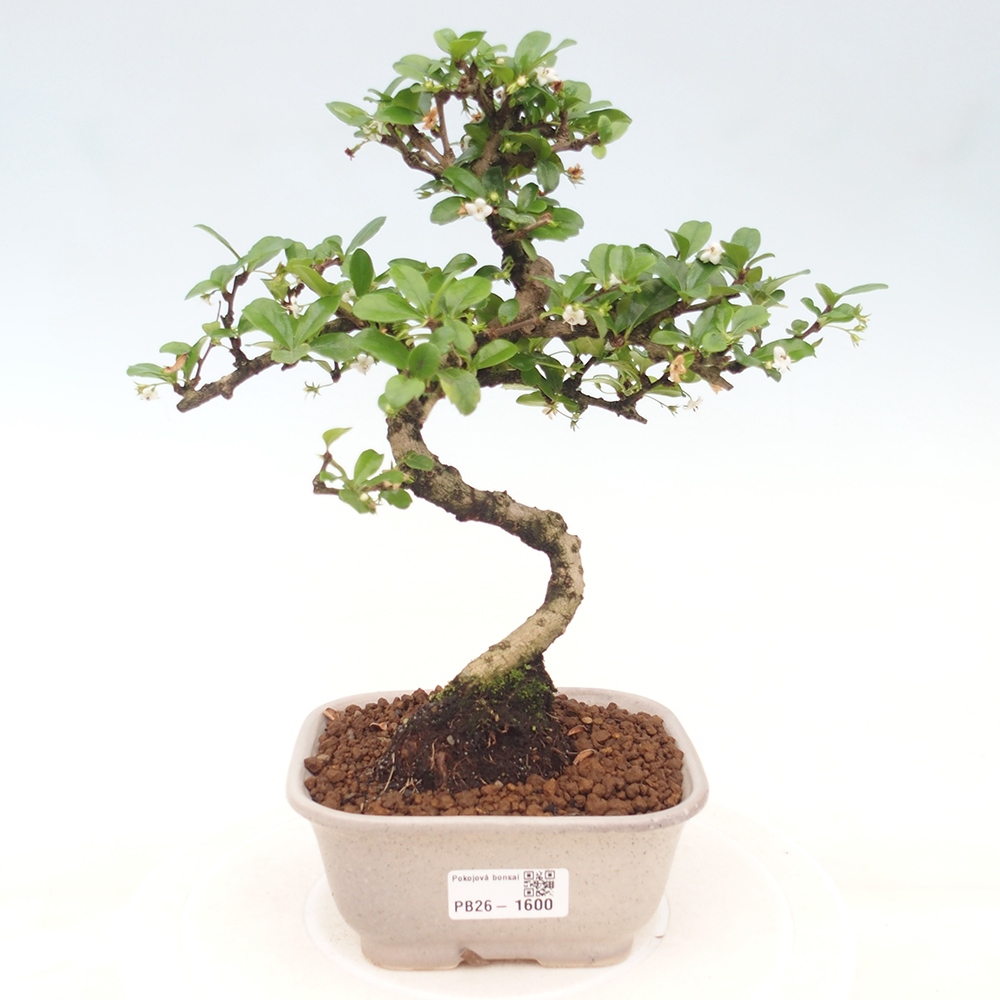 Bonsai pokojowe - Carmona macrophylla - Tea fuki