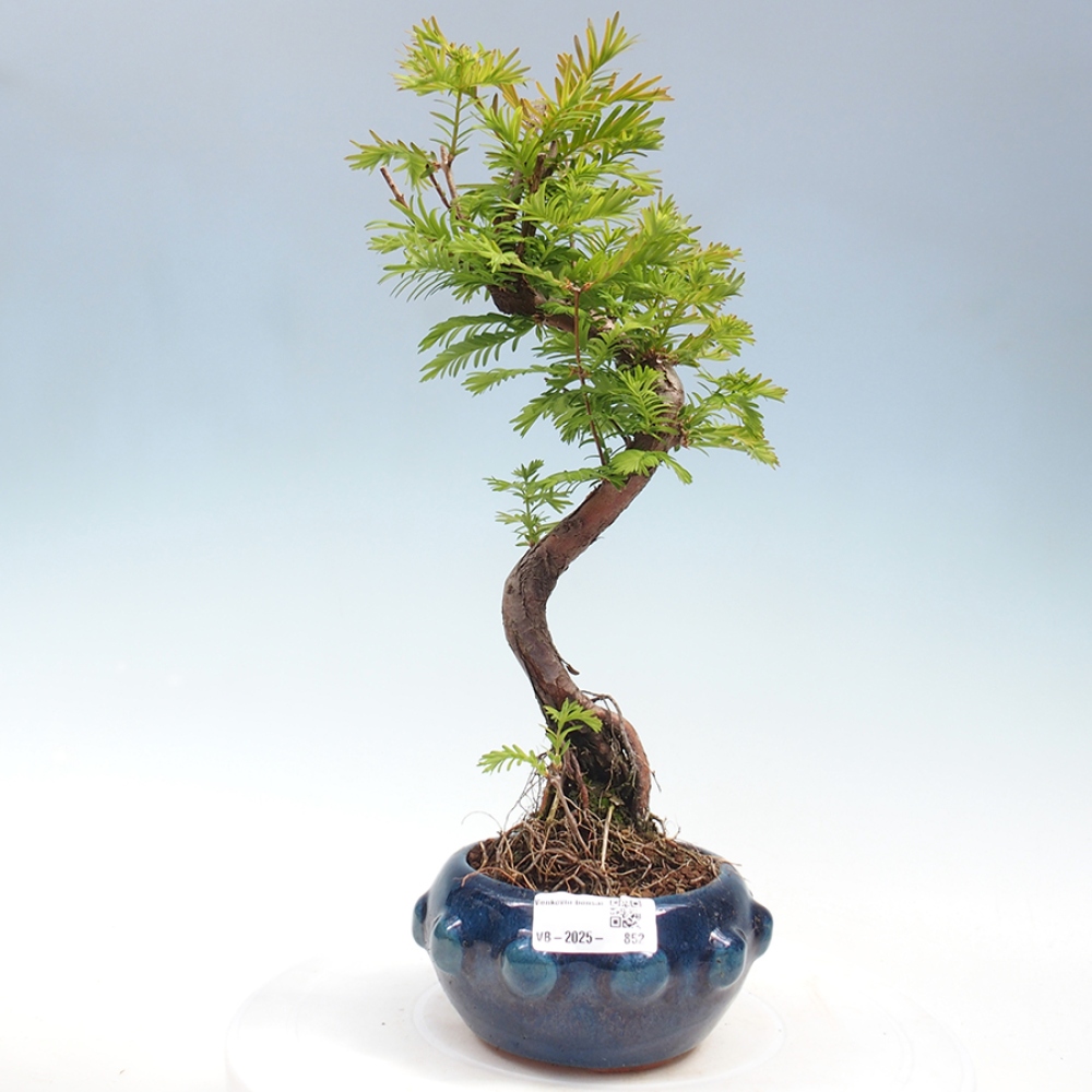 Outdoor bonsai - Metasequoia glyptostroboides - chińskie metasekvoje