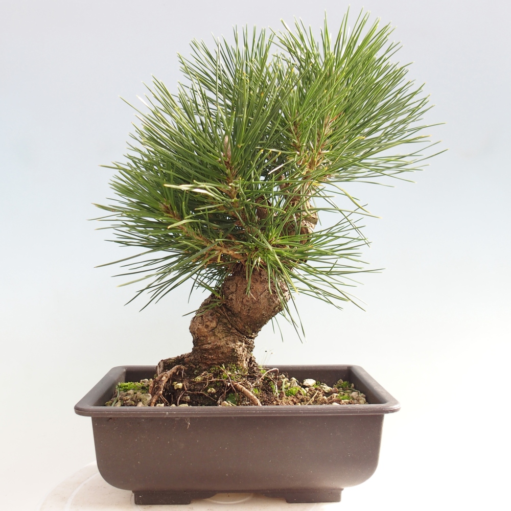Outdoor bonsai - Pinus thunbergii - sosna Thunberga