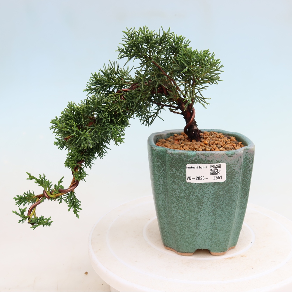 Outdoor bonsai - Juniperus chinensis Kishu