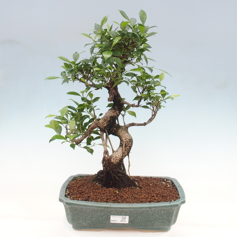 Kryty bonsai - Ficus kimmen - figowiec drobnolistny