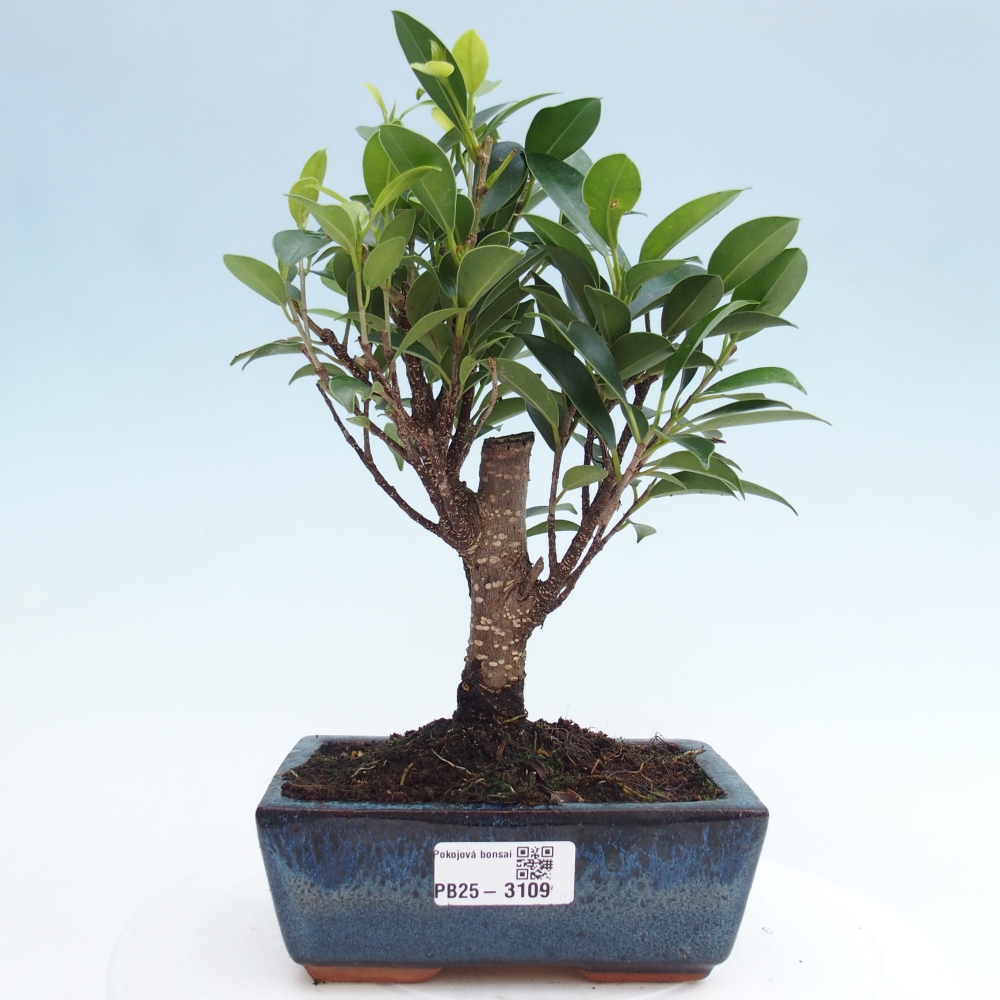 Bonsai wewnętrzne - Ficus retusa - figowiec drobnolistny