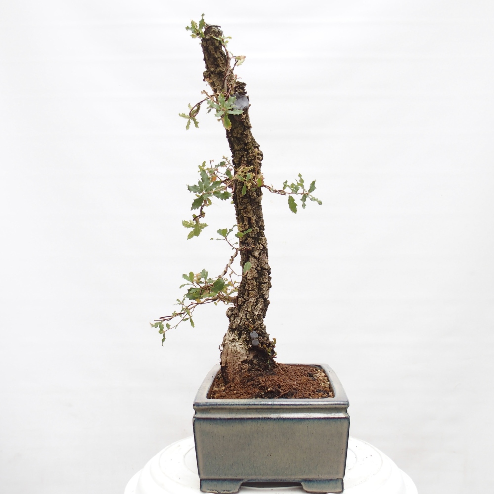 Yamadori - Quercus Ilex - Dąb ostrokrzewowy