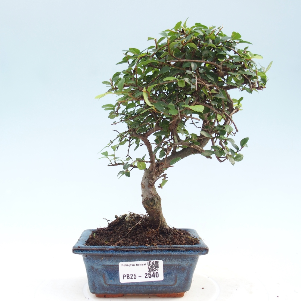 Kryty bonsai - Ulmus parvifolia - Wiąz mały liść