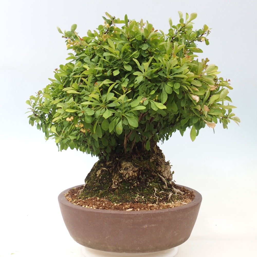 Zewnętrzne bonsai - Berberys - Berberis thunbergii atropurpurea
